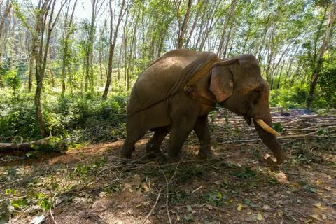 Elephant pulling a tree trunk Stock Photos