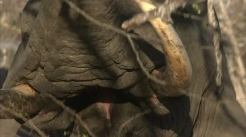 Elephant pulling twigs from tree Stock Footage 10817983
