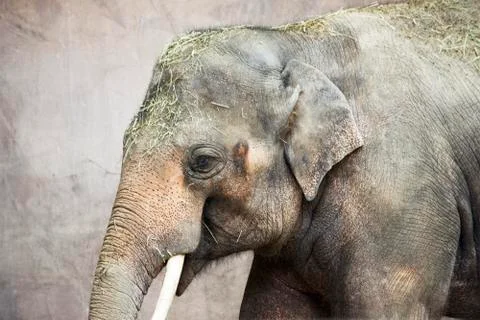 Elephant Pup 库存照片