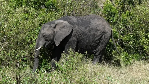 An elephant puppy eats leaves of a bush in the savannah on a sunny day Stock Footage 100674535