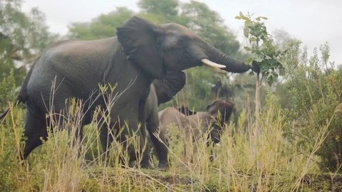 Elephant pushing a sapling out of the way Stock Footage 74419199