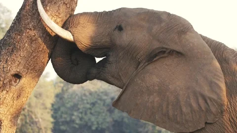 Elephant pushing tree Видео 213901605