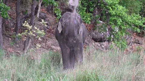 Elephant puts a nice helping of dirt on its back in Bandhavgarh national park Stock Footage 340408649