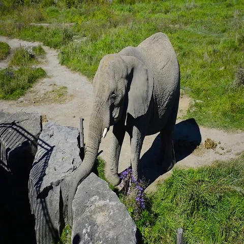 Elephant in Quebec Video stock 69514941