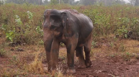 Elephant in Rain Stock Footage 40614157