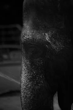 The elephant in the rain  Stock Photos
