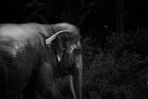 Elephant rainforest wandering  Stock Photos