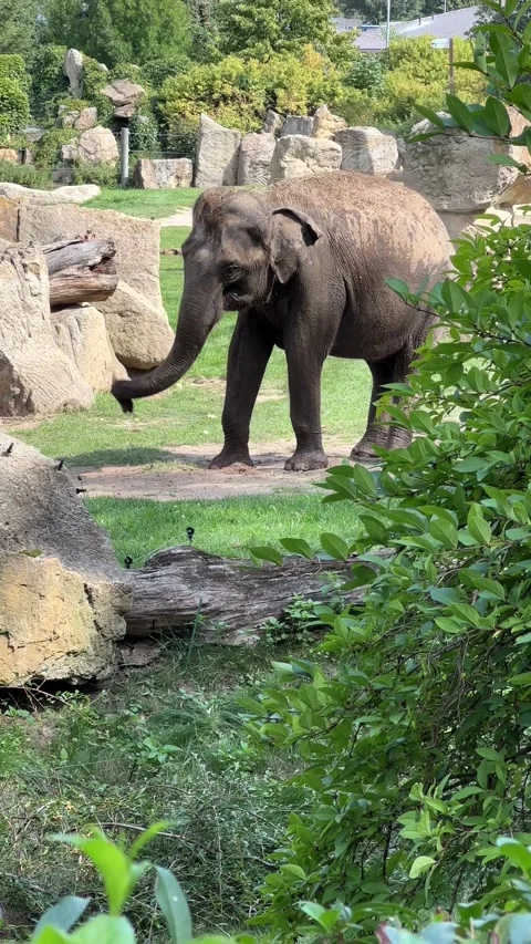 Elephant raises its trunk 4K vertical cinematic B-roll footage Stock Footage 208446446