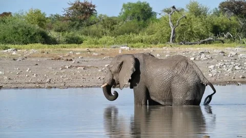 Elephant raises trunk in arc to drink; legs immersed — Contin.. — Part 1 Stock Footage 319960602