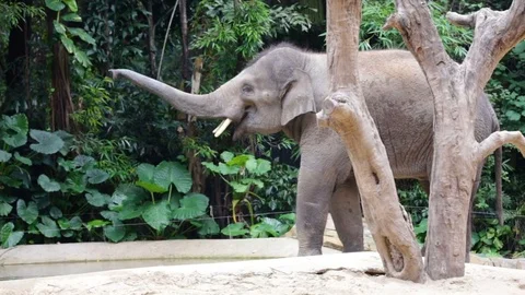 Elephant raises a trunk Stock-Footage 74212256