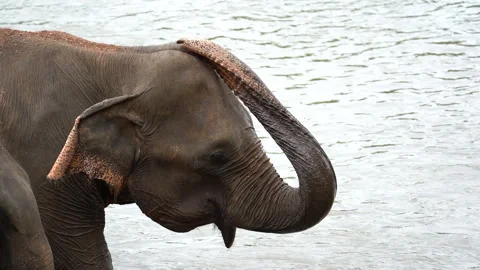 Elephant Raising Its Trunk in Slow Motion Stock Footage 310670409