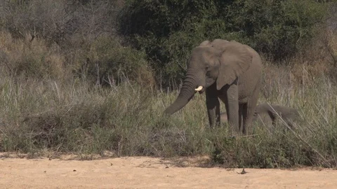 ELEPHANT RAISING TRUNK | EXT, MEDIUM | 60fps | 1080p Stock Footage 105312875