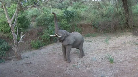 ELEPHANT REACH 库存影片 17892512