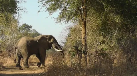 Elephant reaching for branch, picking some leafs off and eating them Stock Footage 45415530