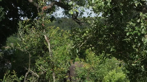 An elephant is reaching up its trunk to pluck leaves Stock Footage 232007516