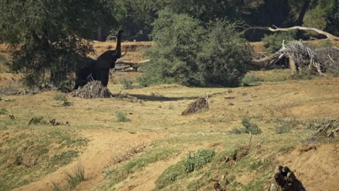 An elephant reaching up to a tree branch in the Kruger National Park Stock Footage 289190376