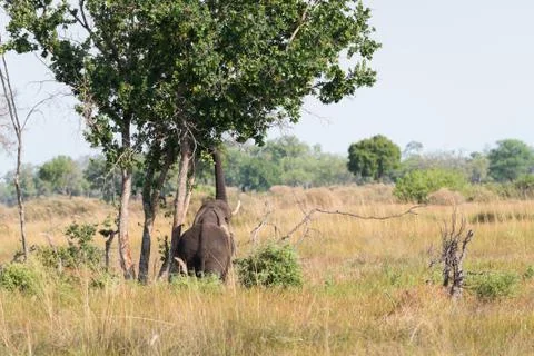 Elephant reaching into tree Stock Photos