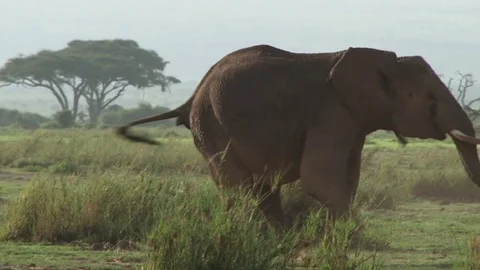 An elephant ready to attack Video stock 71238126