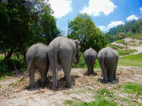 Elephant Rears Stock Photos