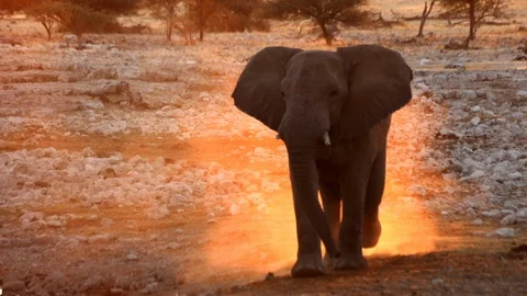 ELEPHANT RED DUST Stock Footage 104870671