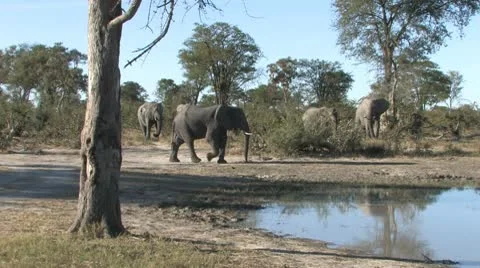 Elephant Reflects-part 1 Video stock 8991171