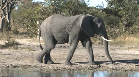 Elephant Reflects-part 2 Stock Footage 8991401