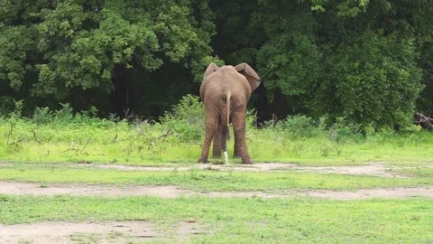 Elephant Relieving Itself, Mana Pools National Park, Zimbabwe Stock Footage 281543909