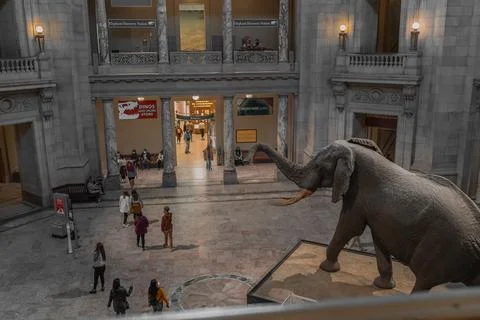 Elephant replica mount in Smithsonian Stock Photos