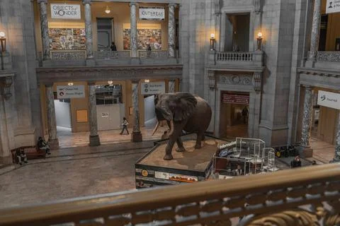 Elephant replica mount in Smithsonian Stock Photos