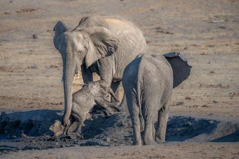 Elephant rescuing calf Foto stock
