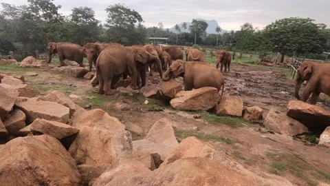 Elephant Reserve 動画素材 160128312