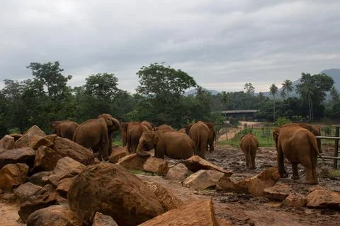 Elephant Reserve Stock Photos