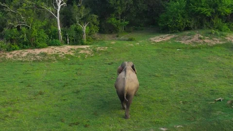 Elephant in the reserve. Sri Lanka. Stock Footage 241676106