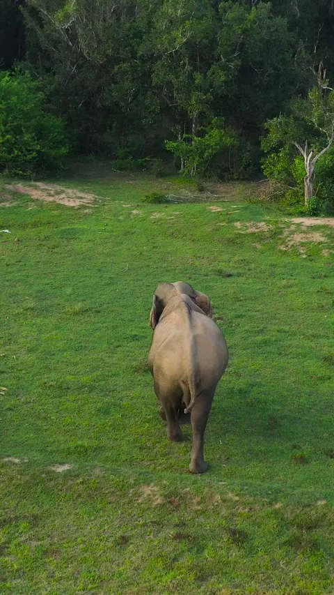 Elephant in the reserve. Sri Lanka. Stock Footage 342510864
