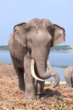 Elephant rest Stock Photos