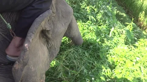 Elephant ride Stock Footage 46349951