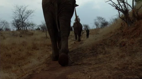 Elephant Ride 스톡 동영상 47498228