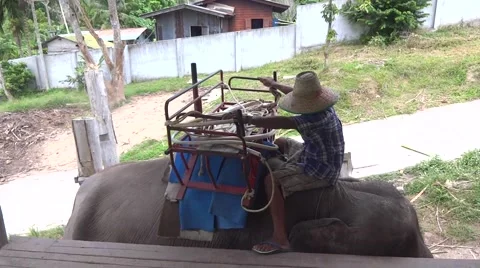 Elephant ride Stock Footage 48532611