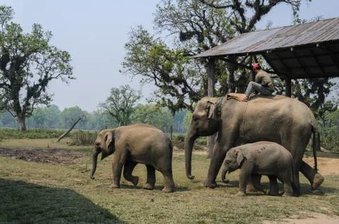 Elephant ride Stock Photos