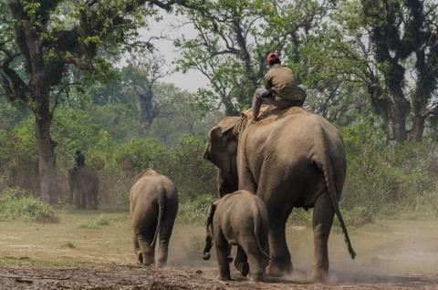 Elephant ride Stock Photos