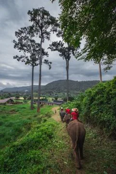 Elephant Ride Stock Photos
