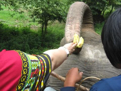 Elephant ride Stock Photos