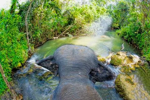 Elephant riding Stock Photos