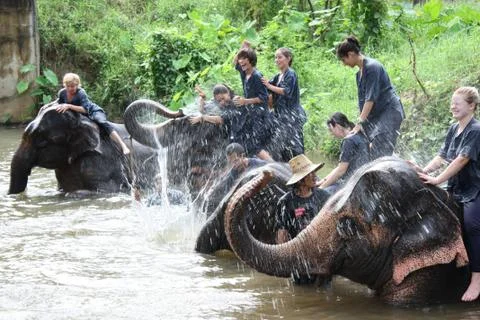 Elephant riding Foto stock