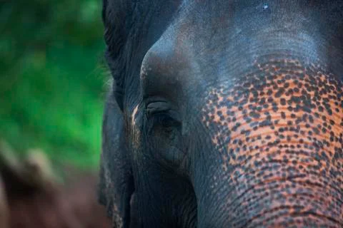 Elephant right eye colored  Stock Photos