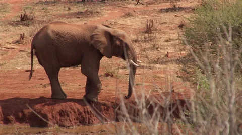 Elephant at river drinking 2 Stock Footage 46370177