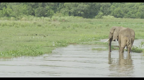 Elephant in River Stock Footage 32221891