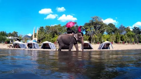 Elephant river Видео 91276663