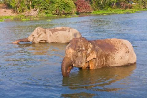 Elephant on river Stock Photos