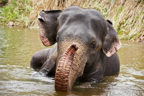 Elephant in river Foto stock